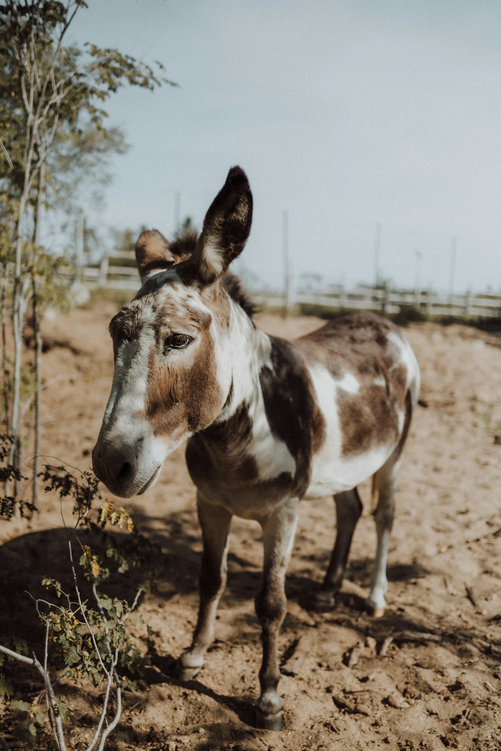 a donkey standing in a field
