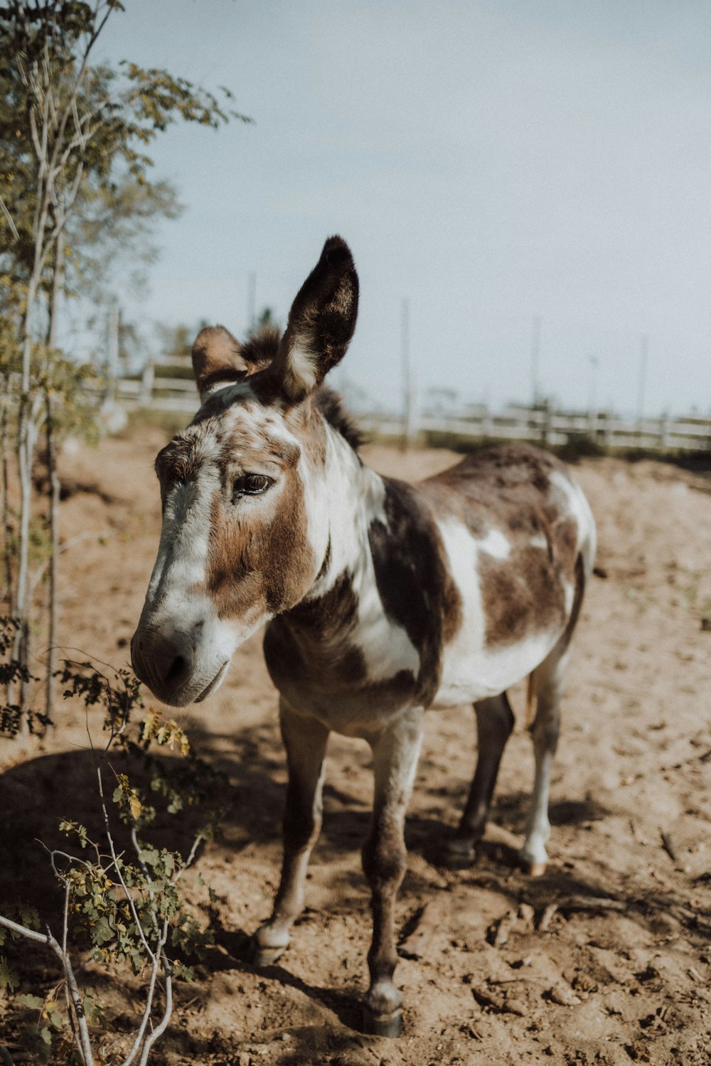 Un burro parado en un campo