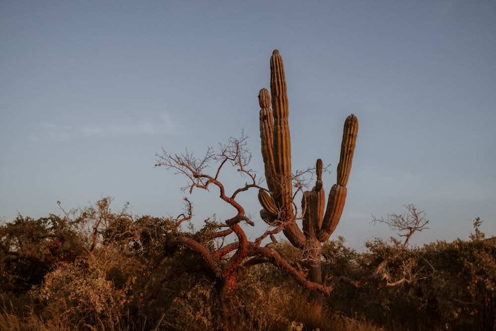 Un cactus en un desierto