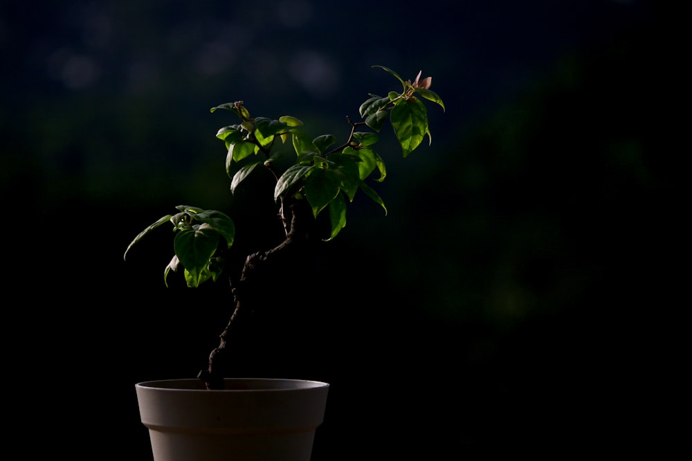 a small plant in a pot