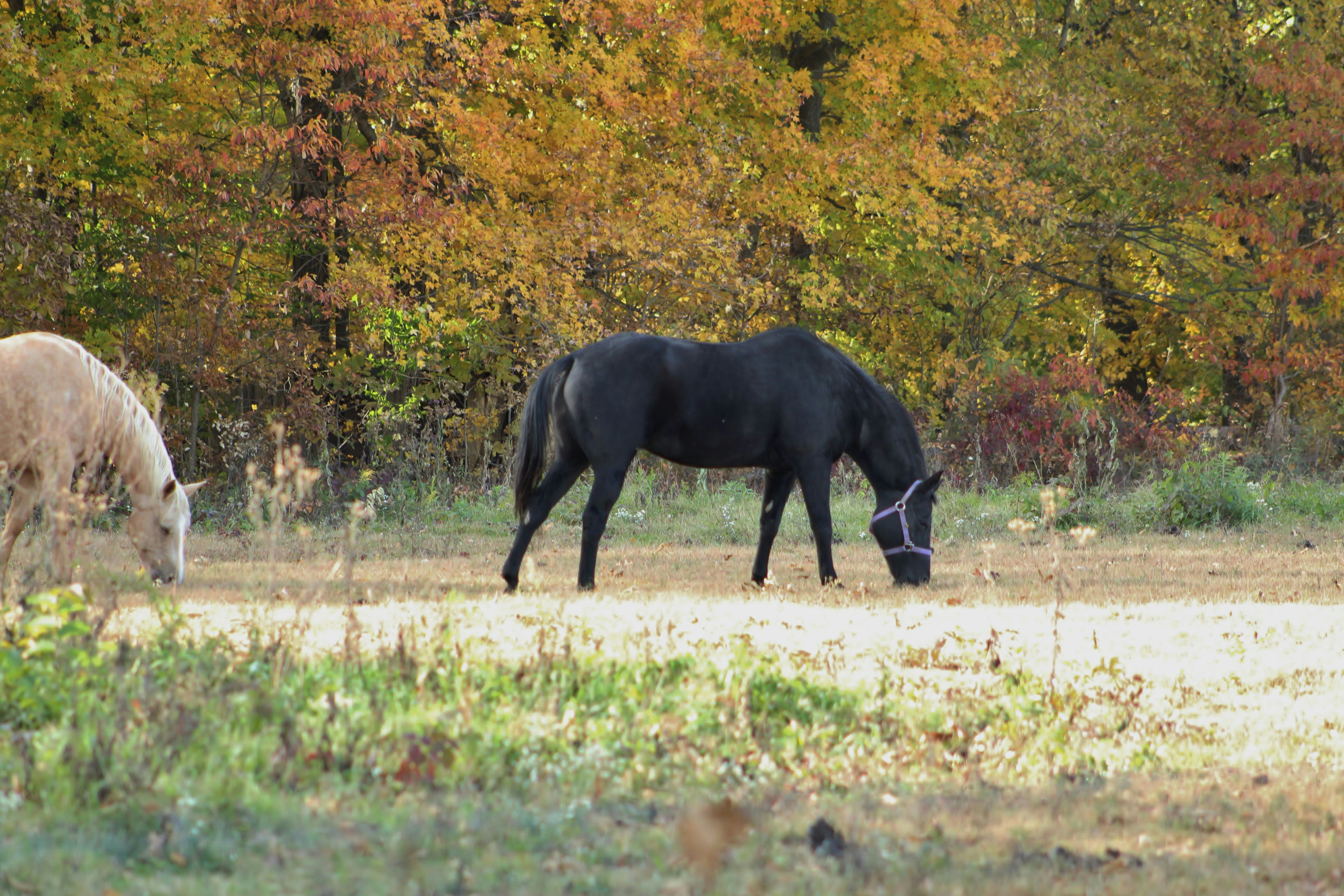 a couple of horses graze in a field