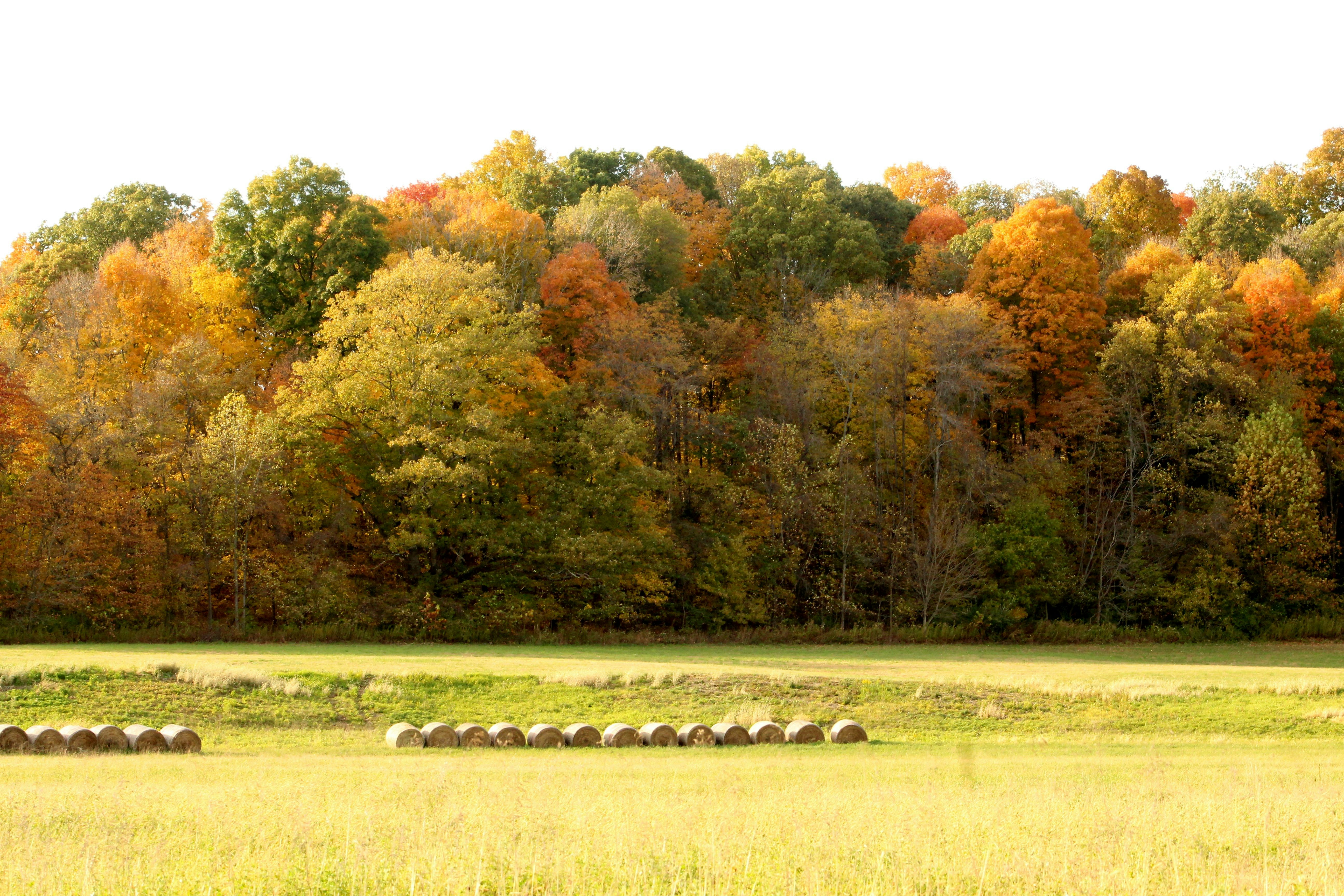 a field with many trees in the background