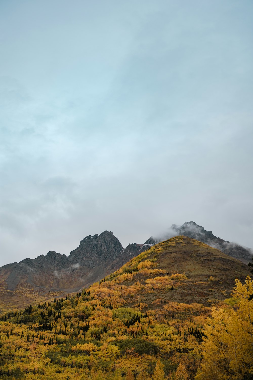 a landscape with trees and mountains