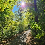 A sunlit forest path with deep green foliage and dappled golden light filtering through the trees.