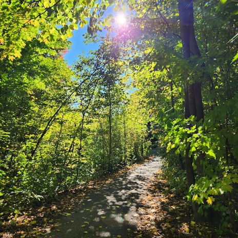 Peaceful forest path dappled with morning sun filtering through green leaves.