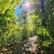 Sunlit forest path near the vacation house with lush green trees.