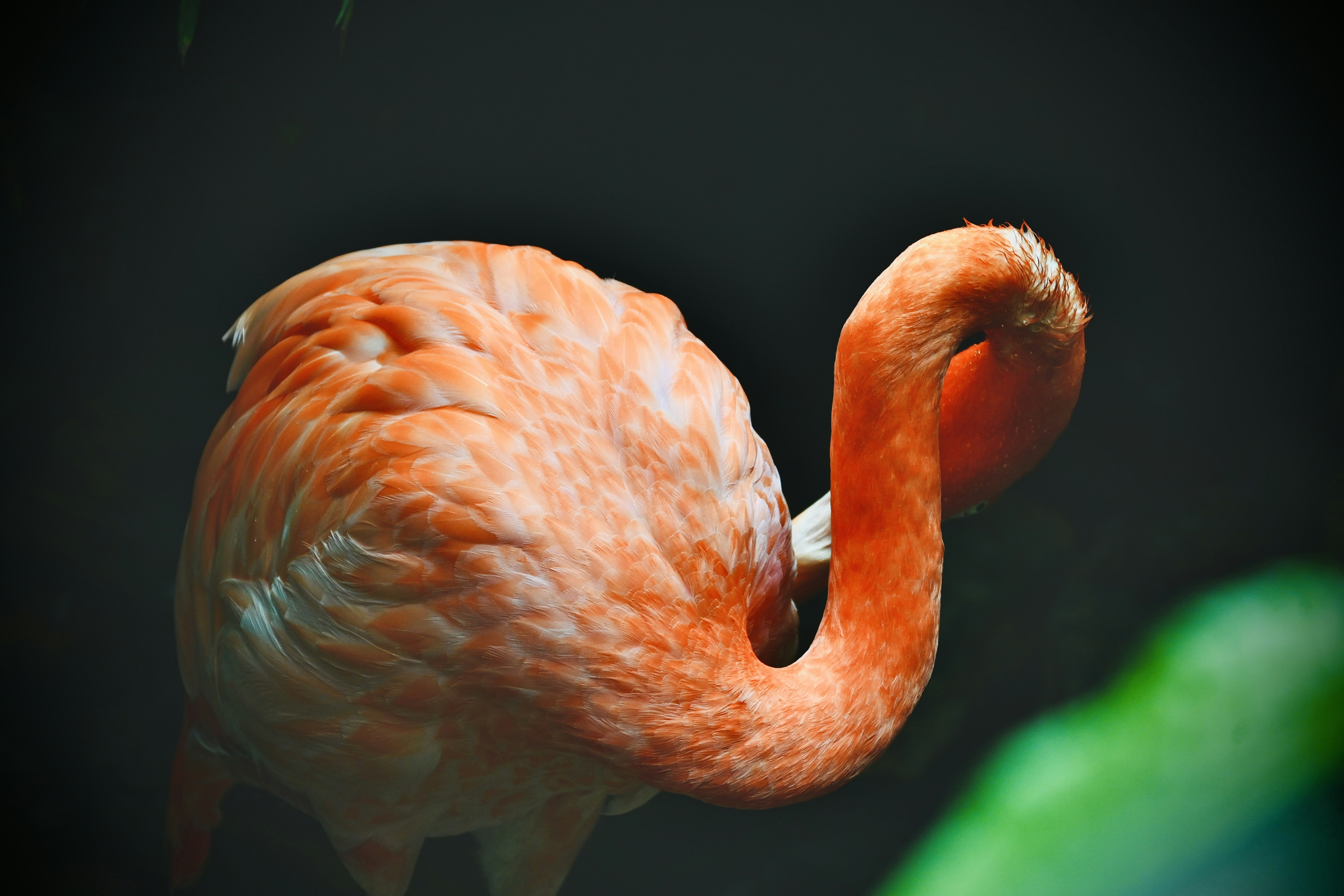 Photo by vijetha_surakanti