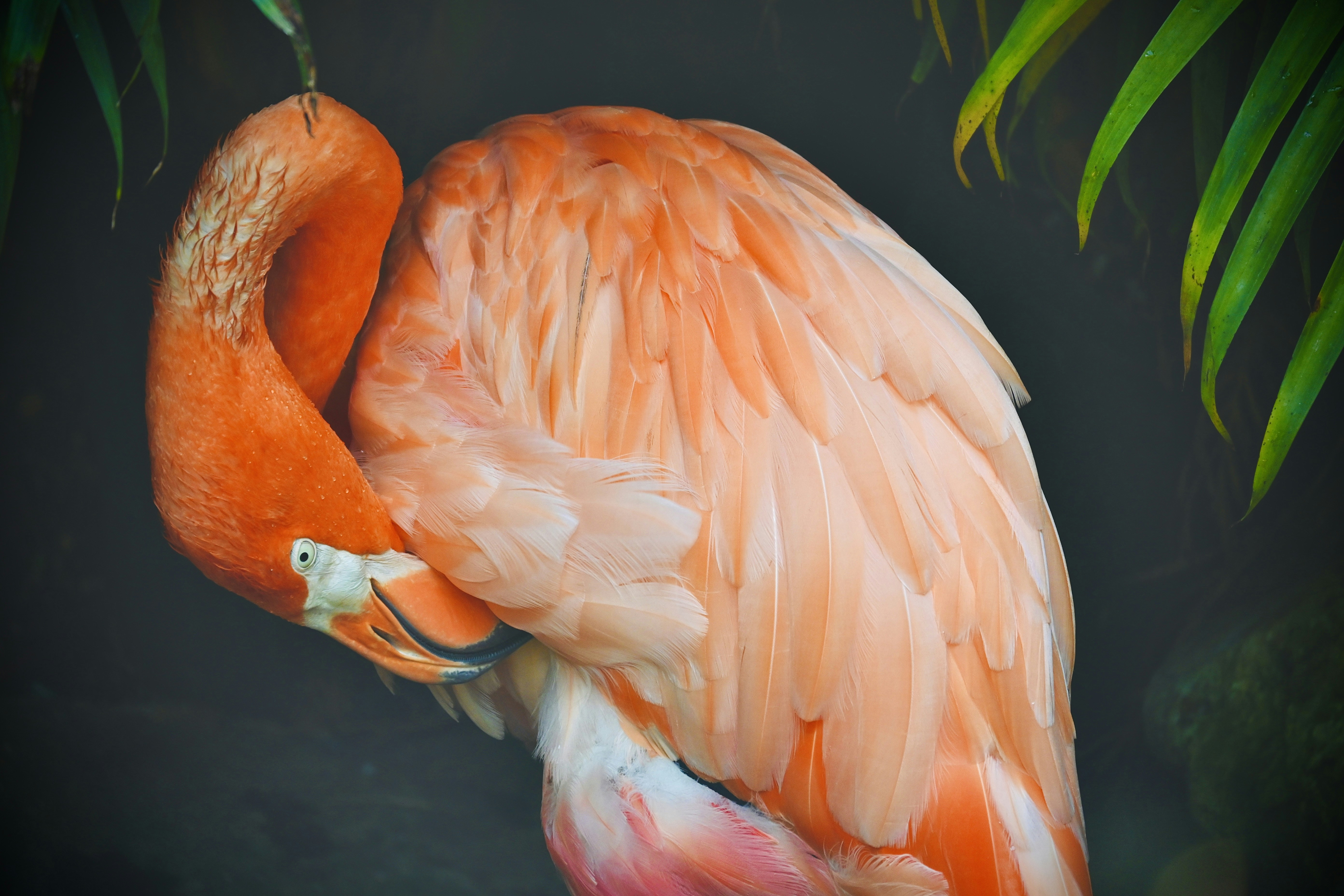 Photo by vijetha_surakanti