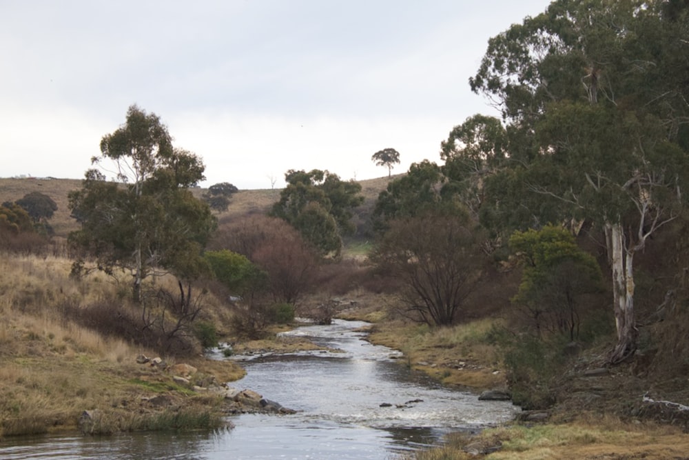 a river with trees and grass