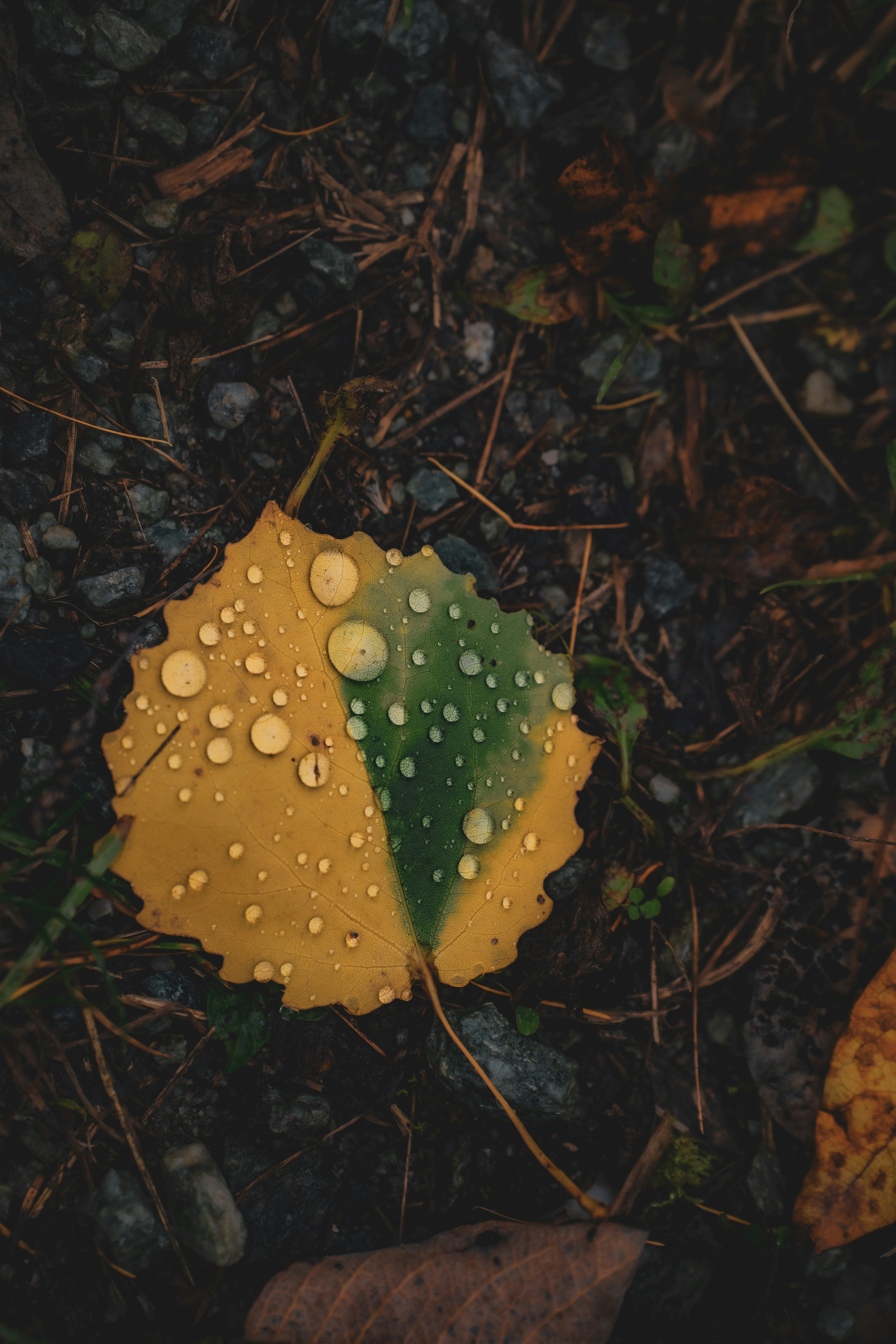 Photo by watchelijah