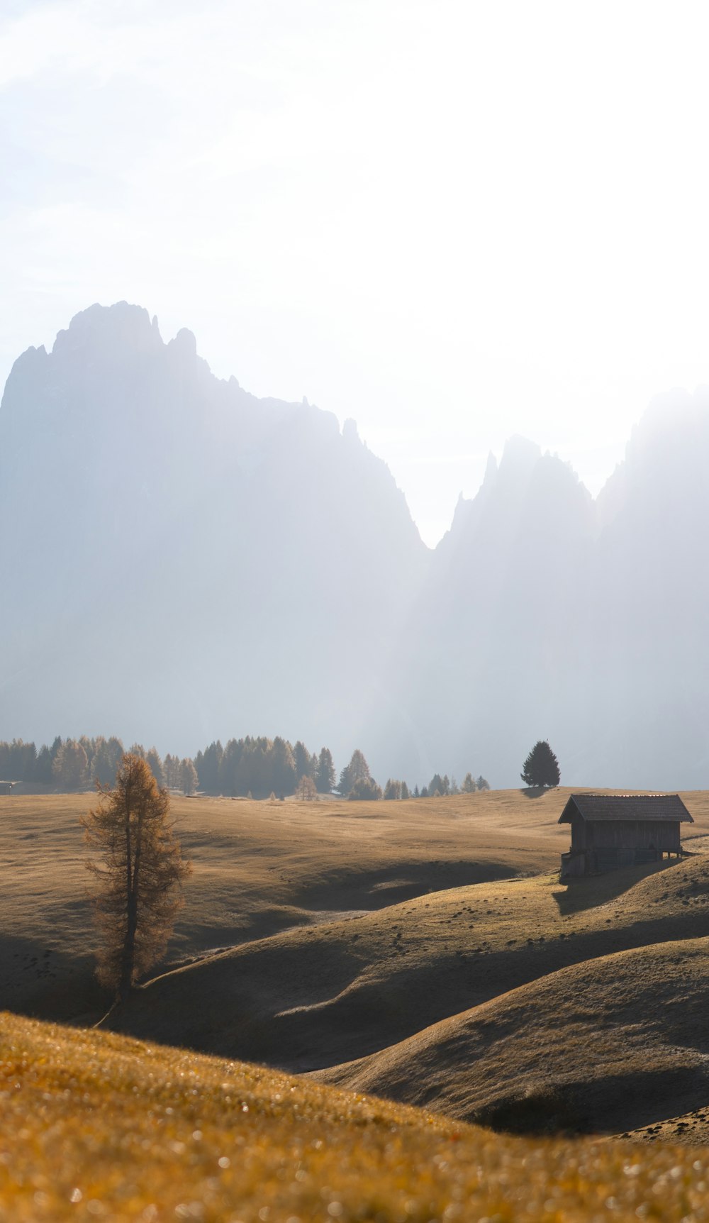 a field with a tree and mountains in the background