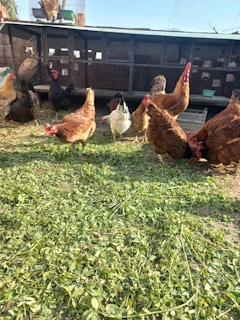 Several chickens of different colors are pecking at green leaves scattered on the ground in front of a chicken coop. The coop is made of wood and wire mesh, with various sections and nesting boxes visible.