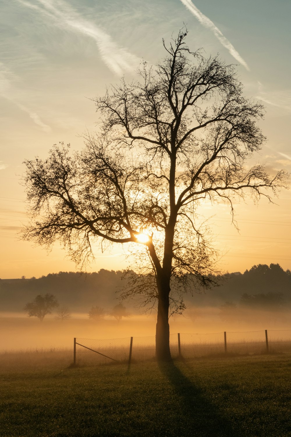 Ein Baum auf einem Feld