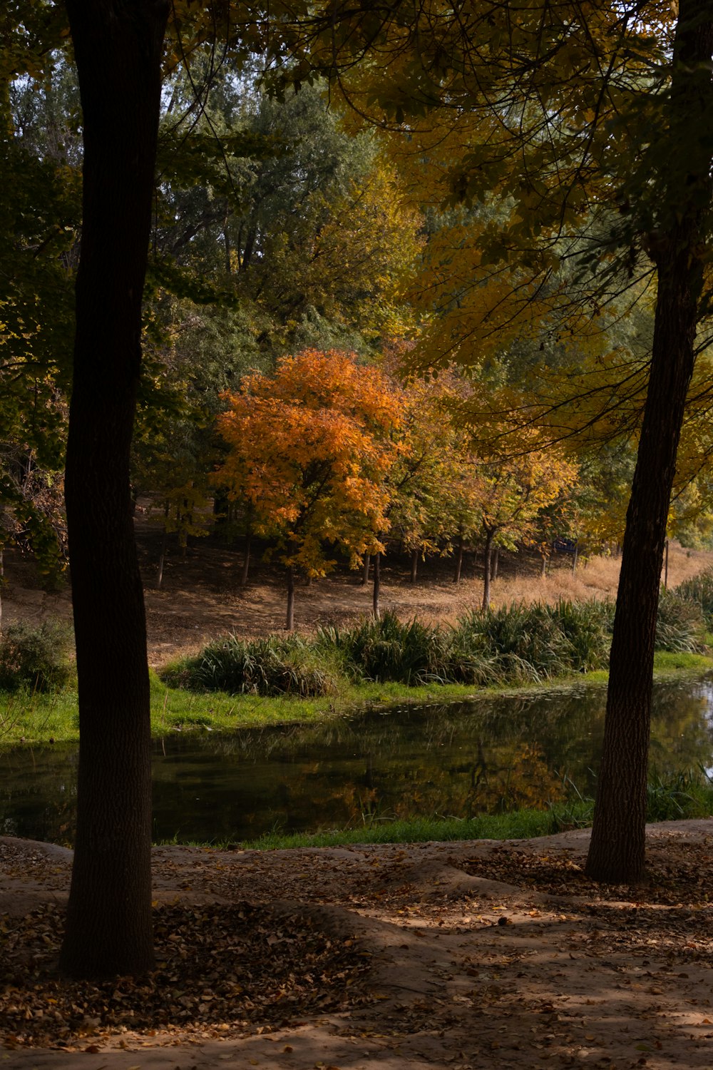 a river with trees around it