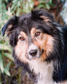 a black and white dog