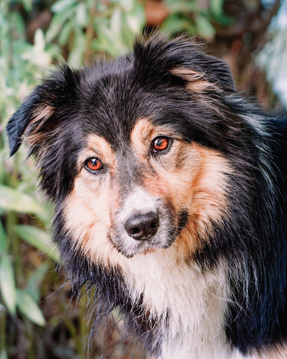 a black and white dog