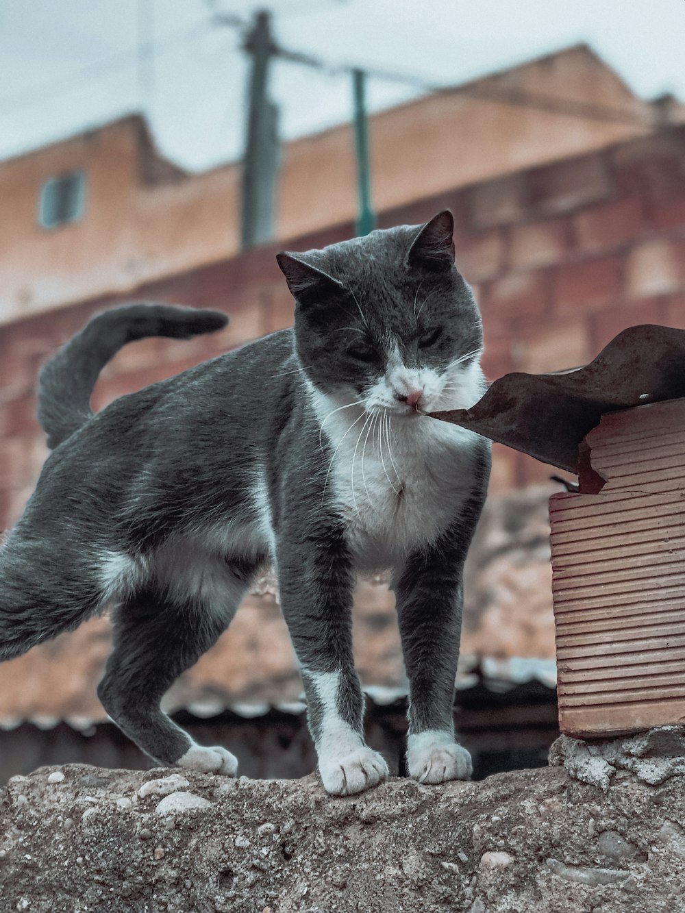 a cat standing on a rock