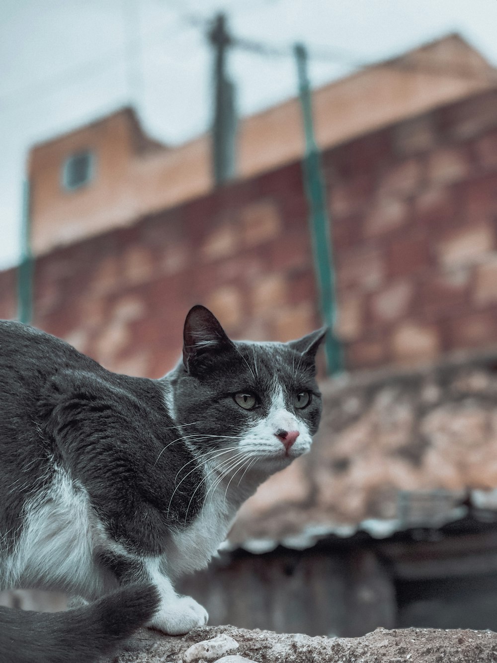 a cat sitting on a rock