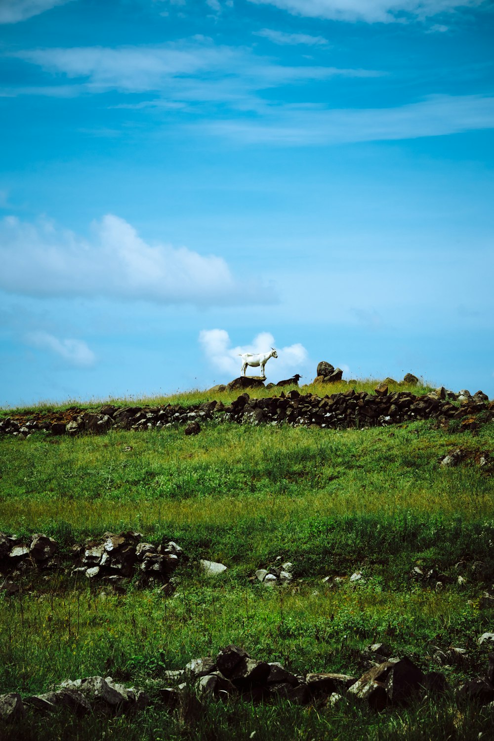 a grassy hill with a statue on top of it