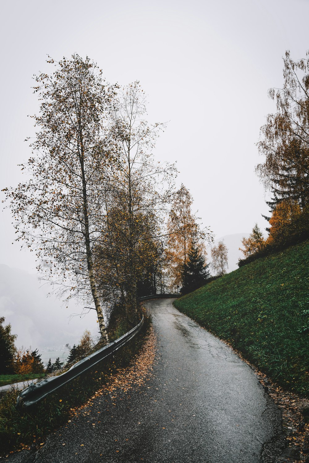 a road with trees on the side