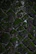 Close-up image of a stone patio with visible moss removal and sparkling clean surface.