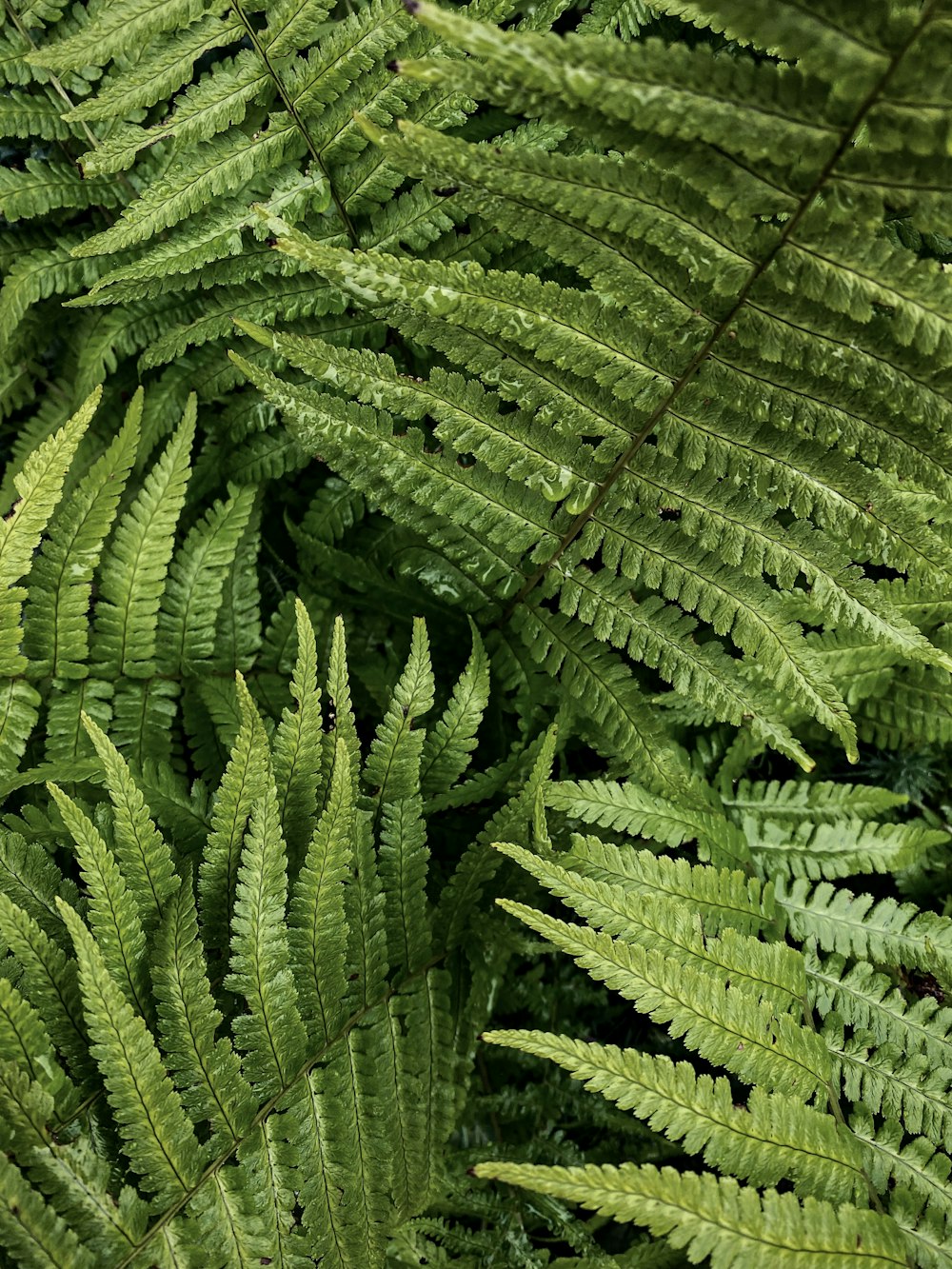 a close-up of some plants