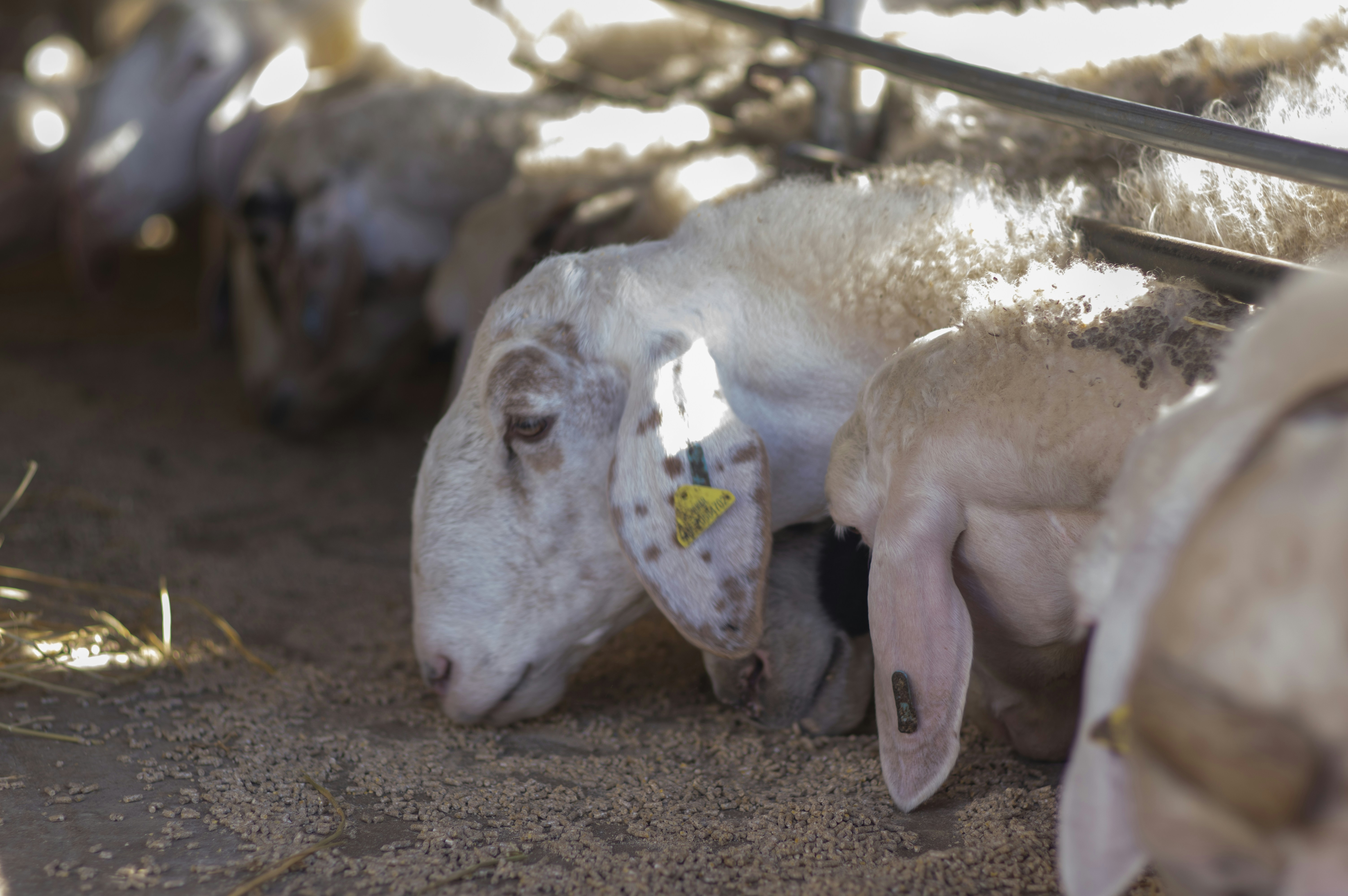 a group of pigs in a pen
