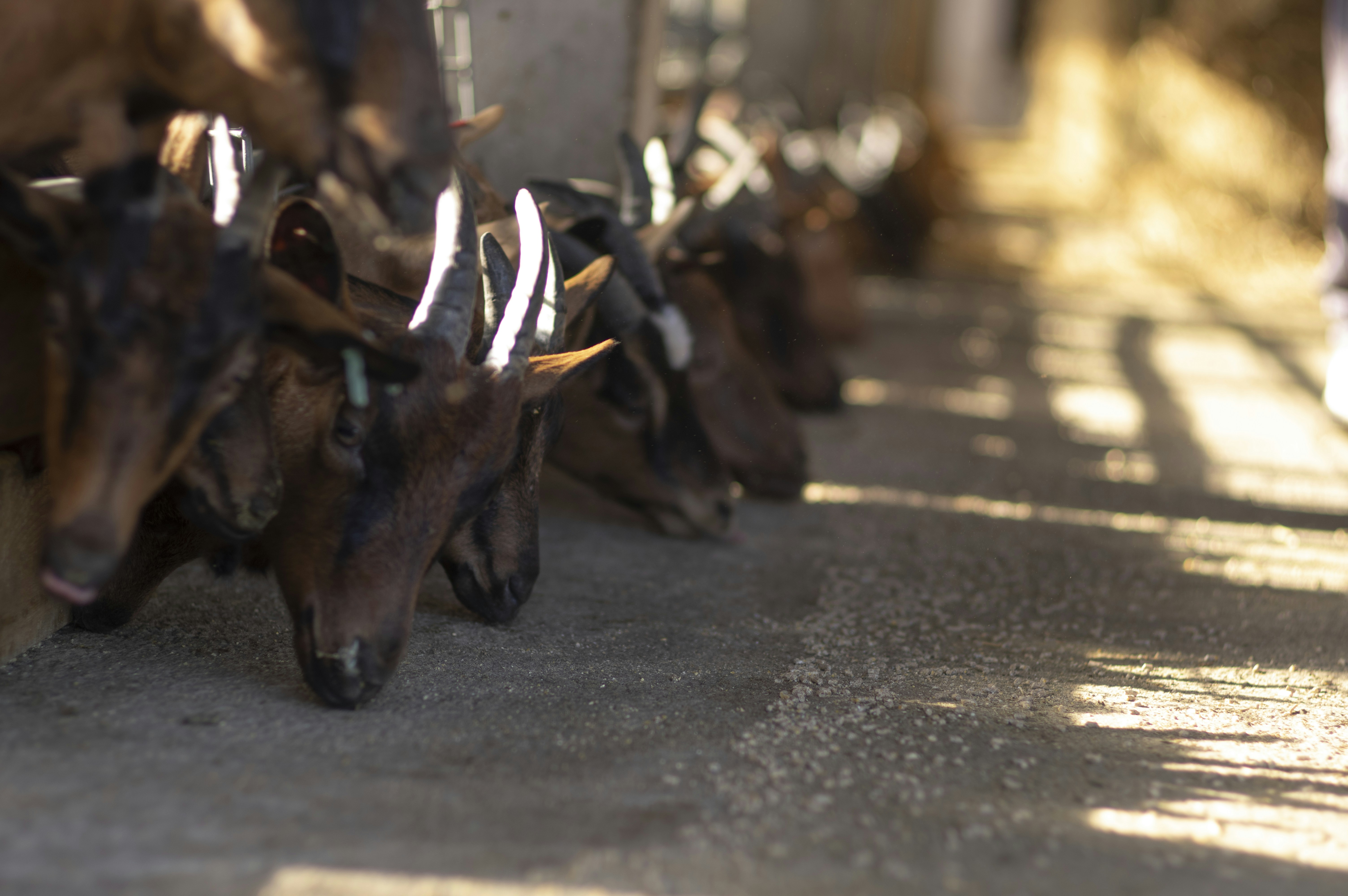 New Insights on Sudden Vision Loss in MS Patients