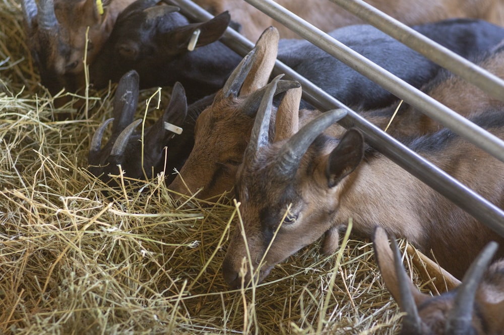 a group of deer eating hay