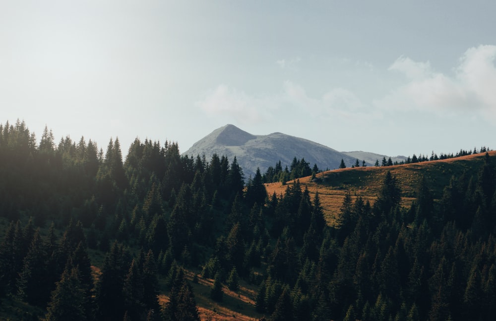 a landscape with trees and mountains in the background