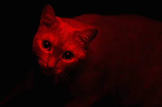 Powerful close-up of eyes glowing faintly in crimson against black background.