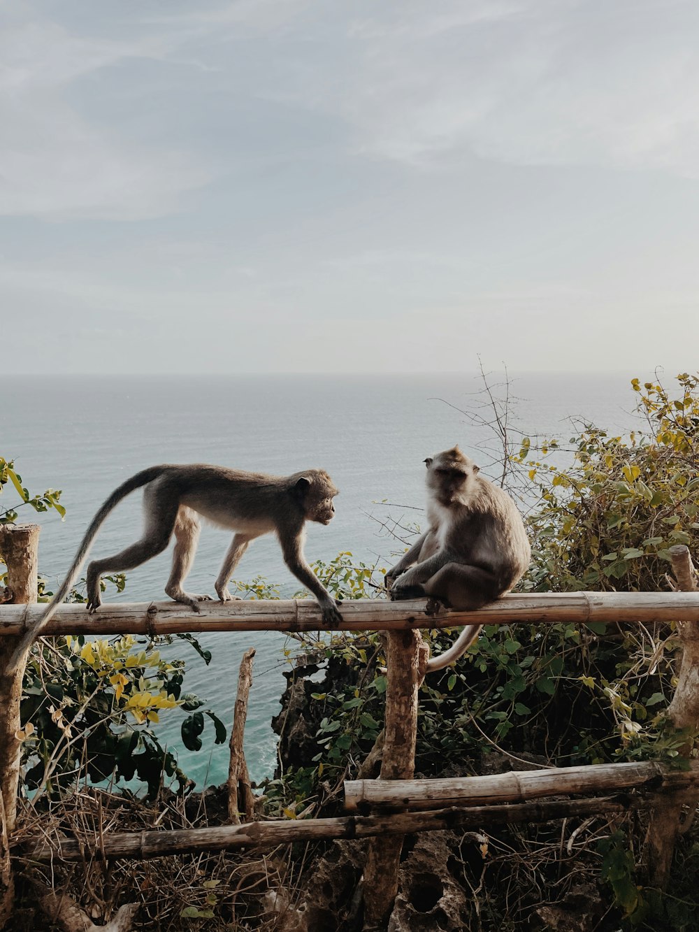 two monkeys on a railing