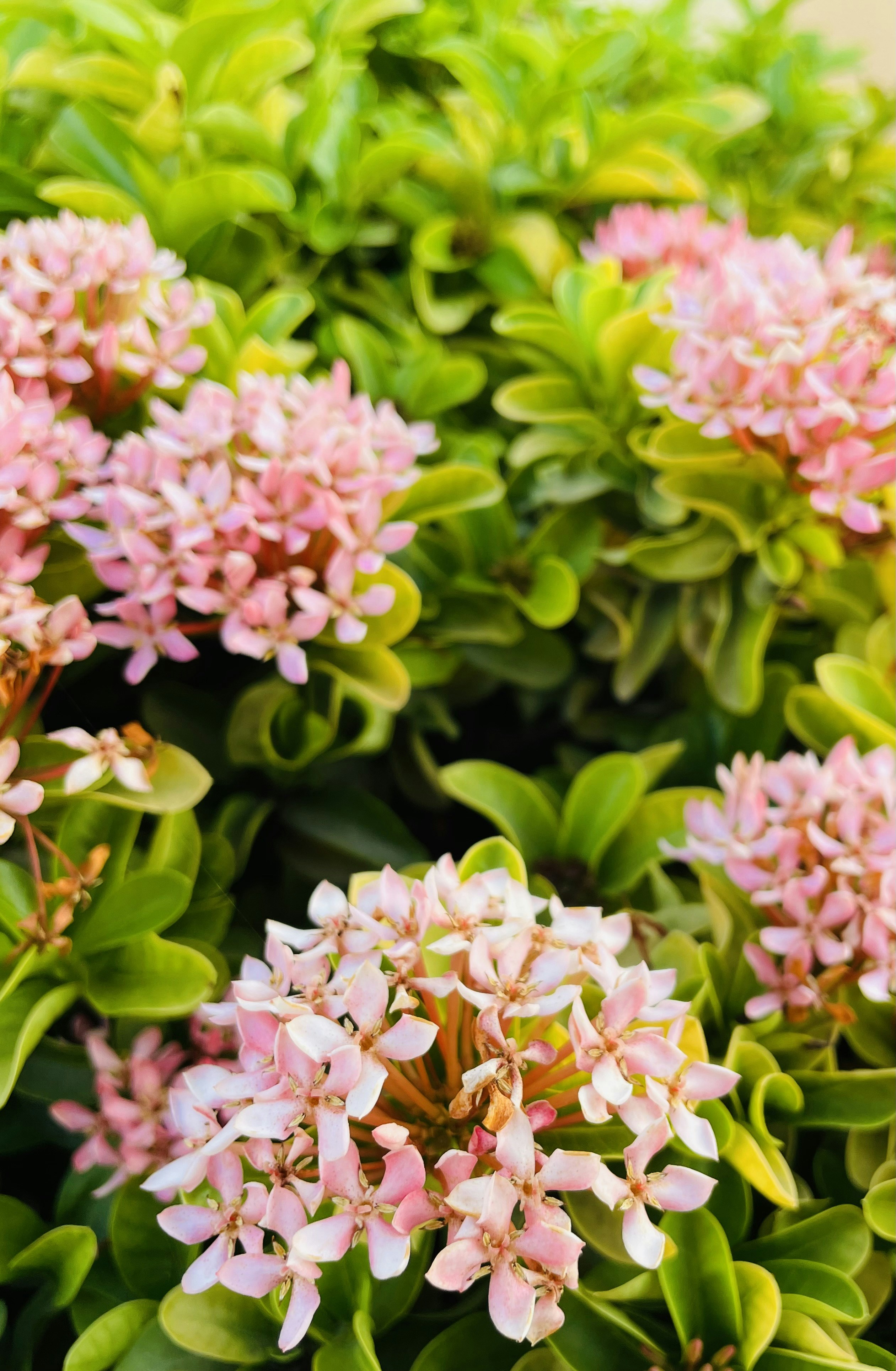 Photo by evangeline19