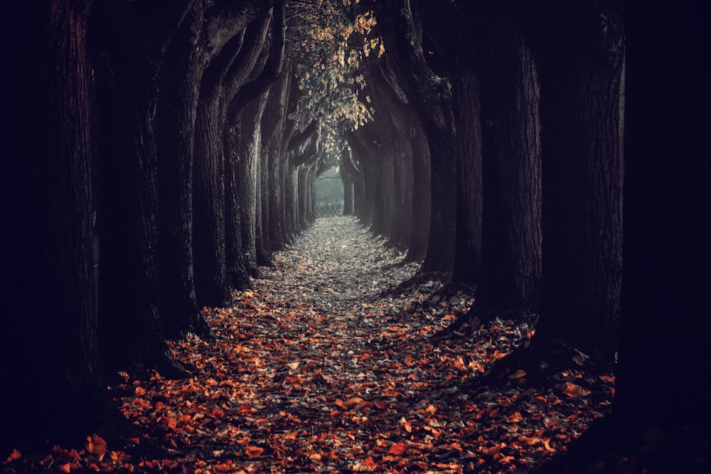 a path with leaves on the ground