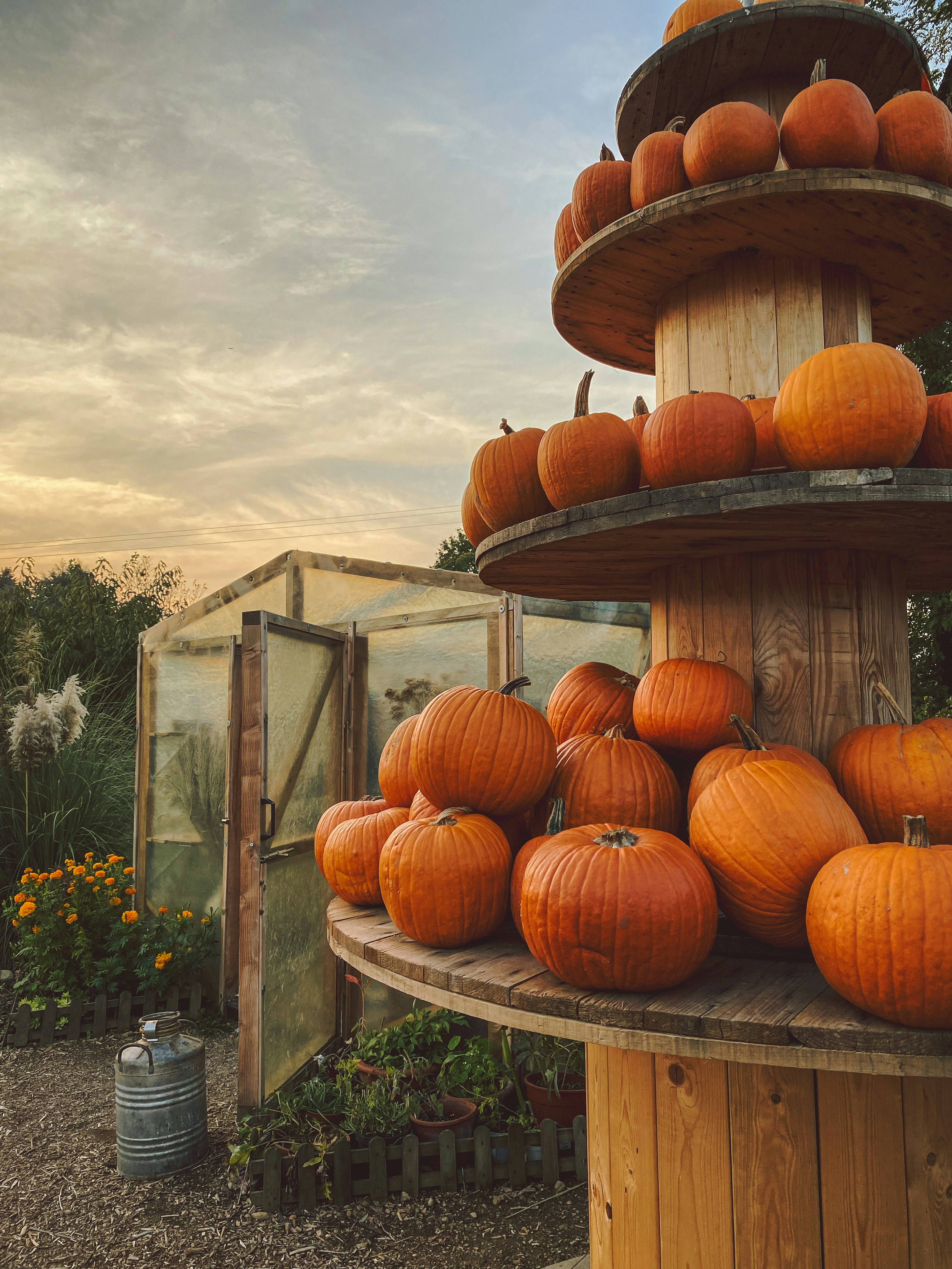 a group of pumpkins on a wooden shelf