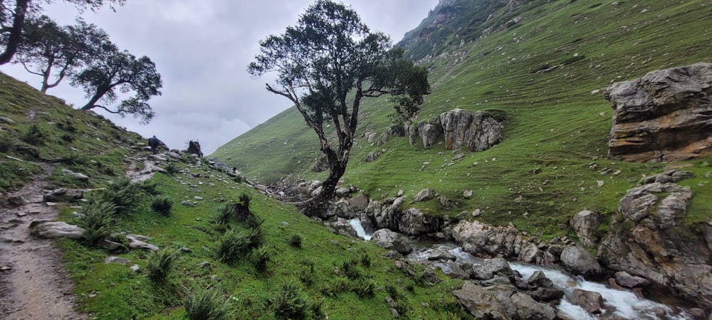 a stream running through a grassy area