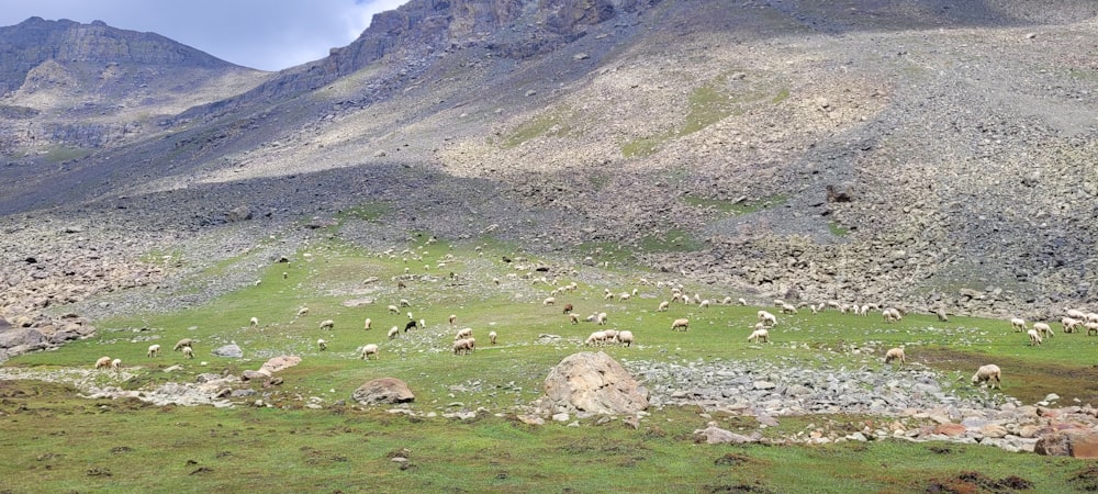 a group of sheep grazing on a hill