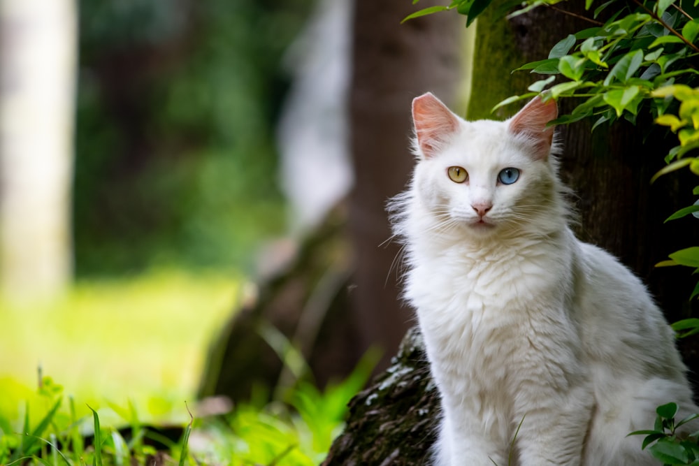 a white cat standing outside
