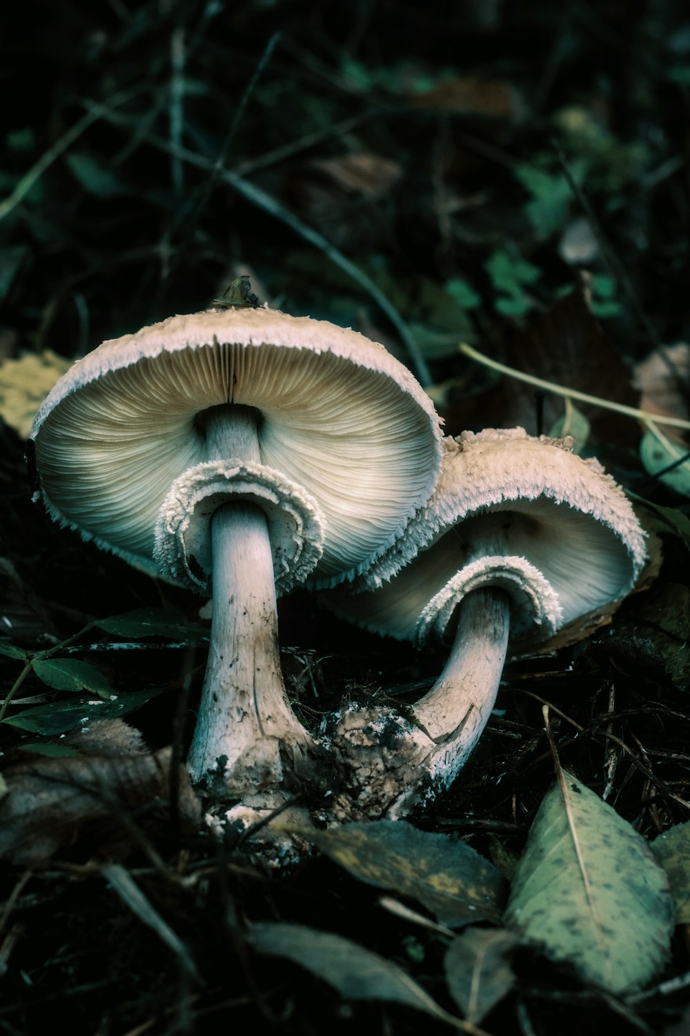 a mushroom growing in the woods