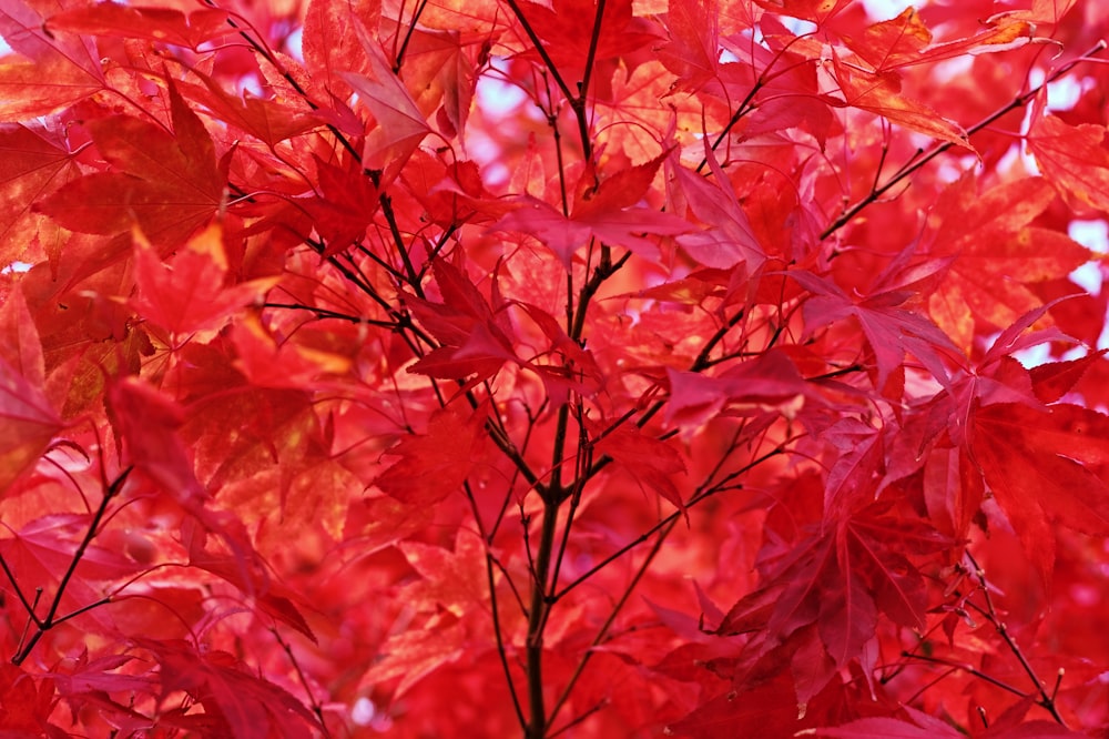 a close up of red leaves