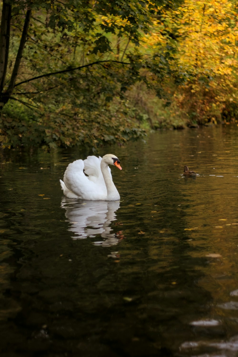 a swan swimming in a pond