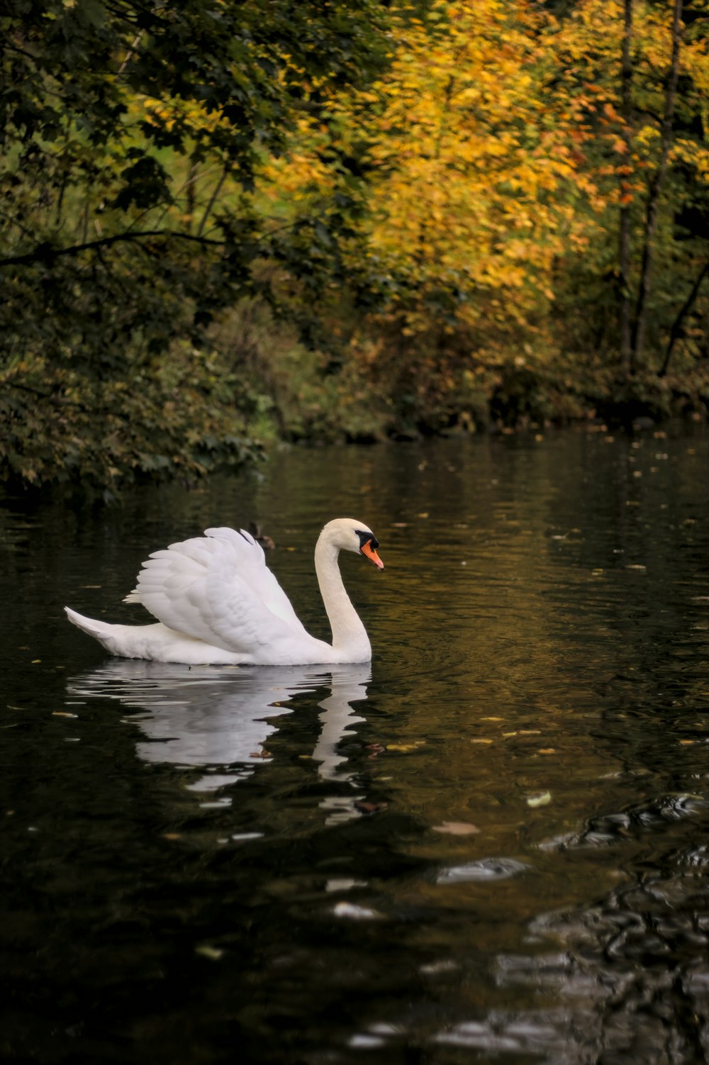 a couple swans in a river