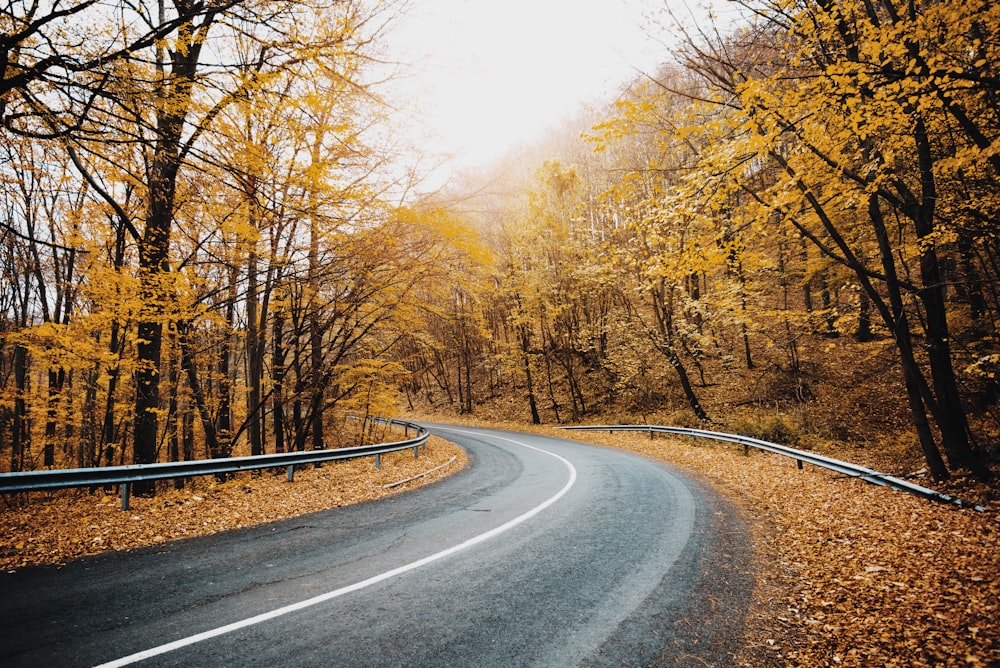 a road with trees on either side