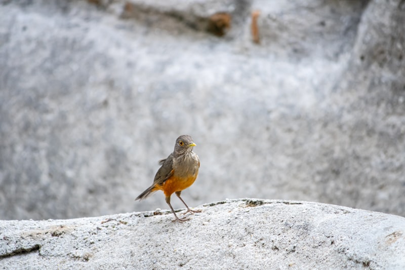 a bird standing on a rock