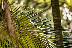 Tropical Leaf PNG