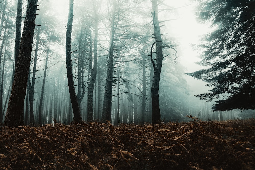 Une forêt avec du brouillard