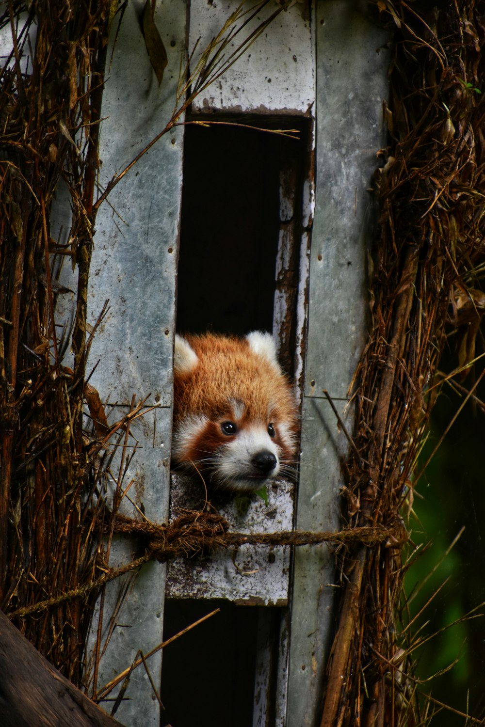 Un panda rosso in un albero