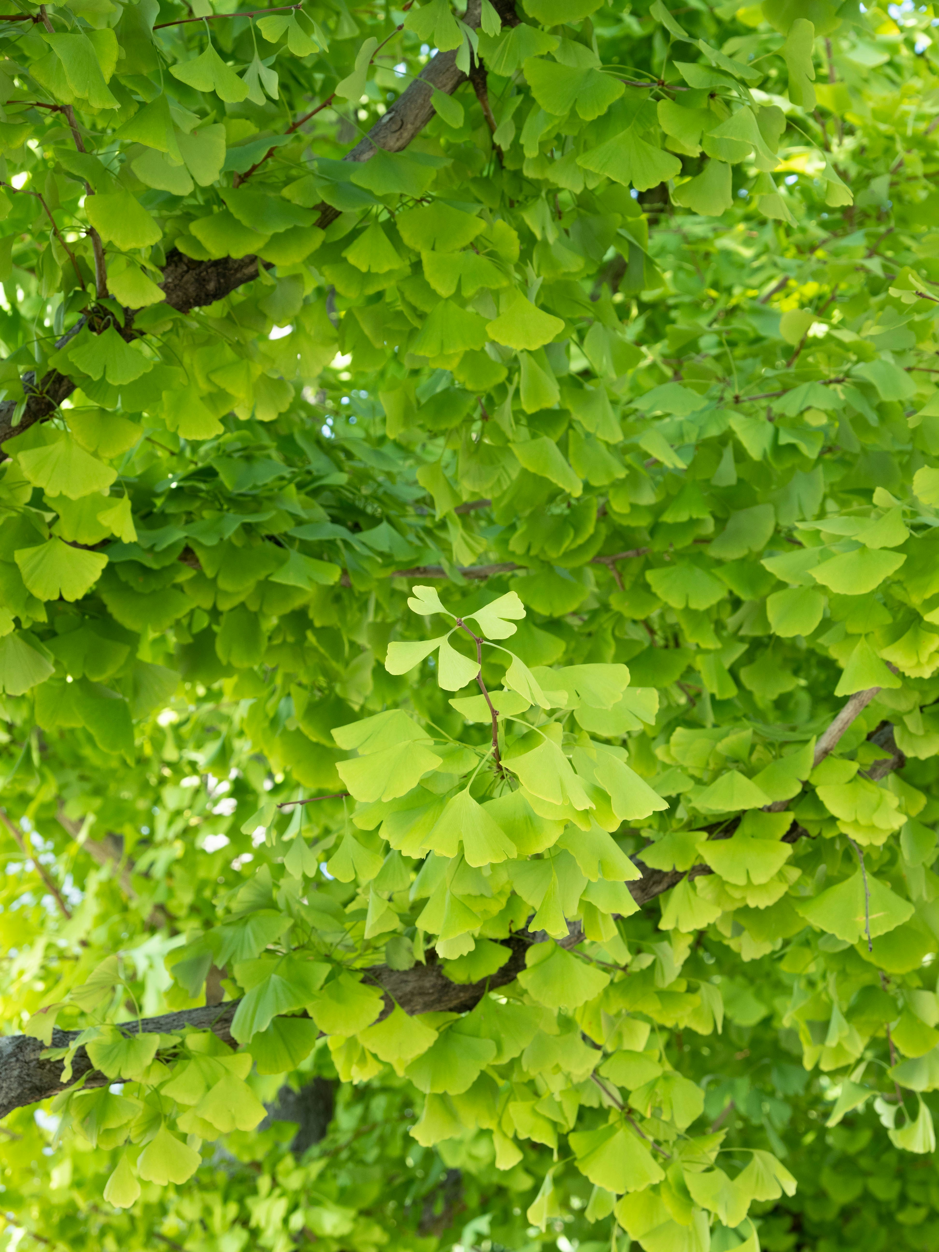 Photo by shellingfordyu