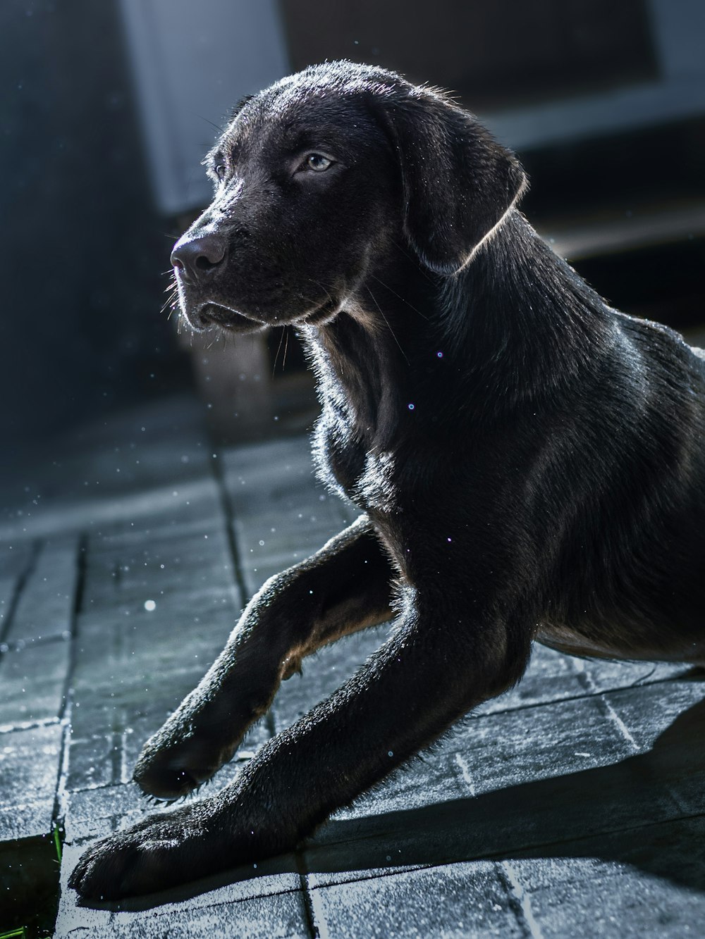 a black dog lying on a stone surface