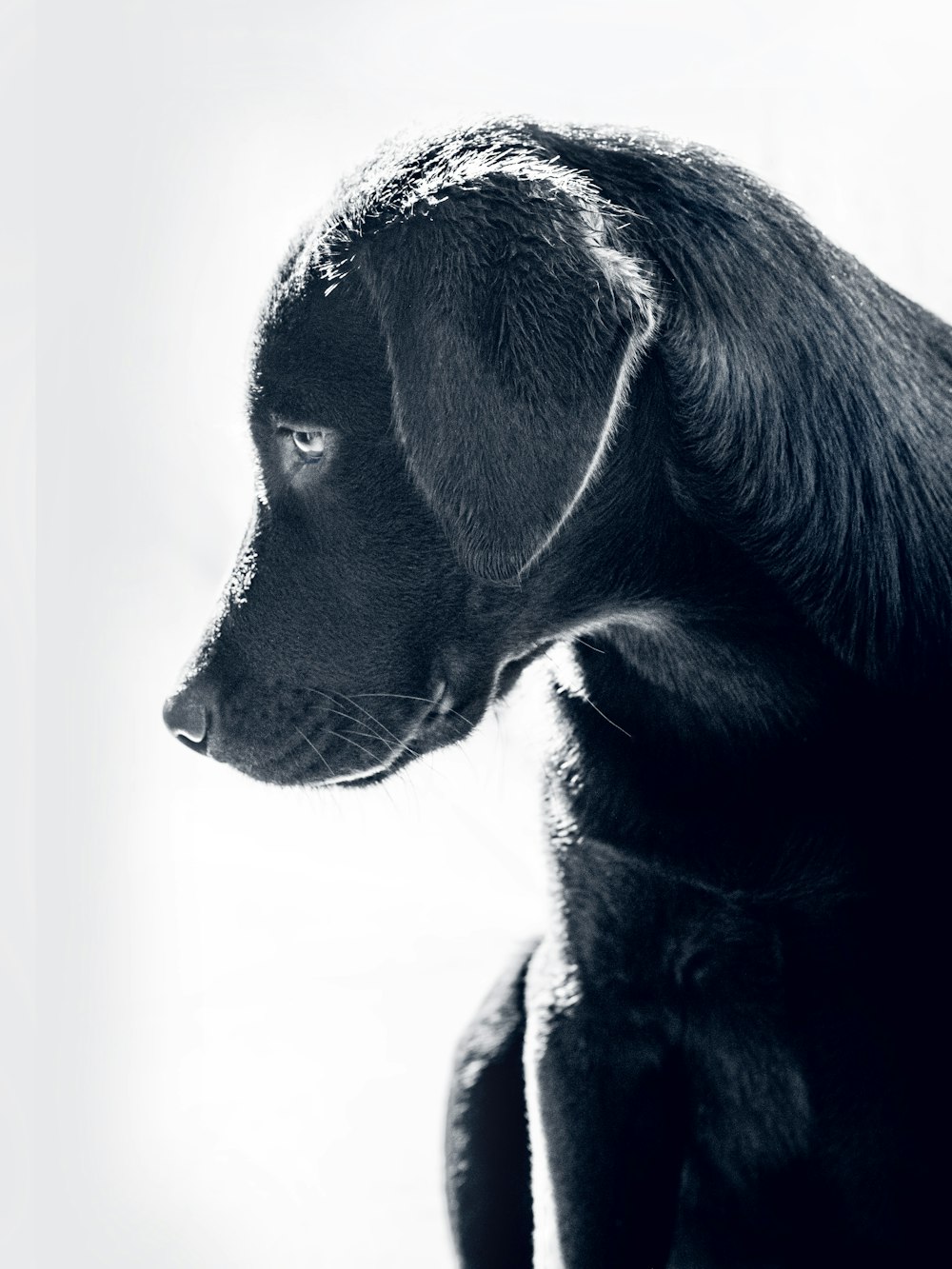 a black dog with a white background